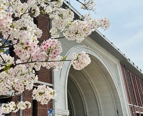 桜とキャンパス